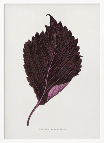 Pink Perilla Nankinensis Leaf Illustration | Poster - White Frame Interior