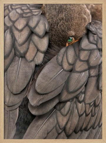 Feathered Green Eye | Poster - Wood Frame Interior