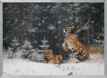 Siberian Winter Tigers | Poster - Silver Frame Interior