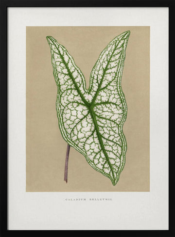 Green Caladium Belleymii Leaf Illustration | Poster - Black Metal Frame Interior
