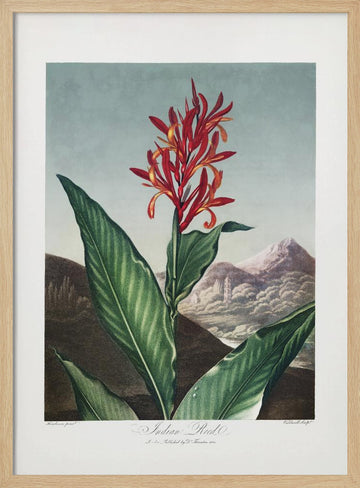 Indian Reed from The Temple of Flora (1807) | Poster - Wood Frame Interior