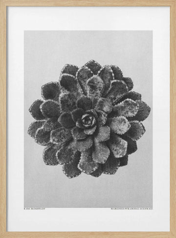 Margined Pyramidal Saxifrage | Poster - Wood Frame Interior