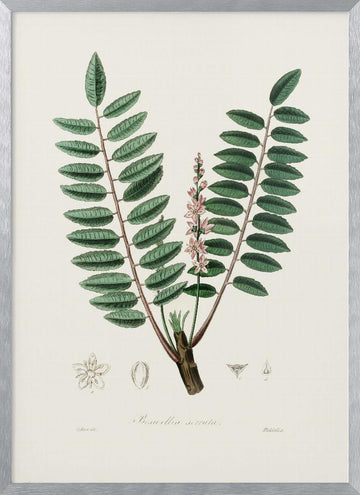 Boswellia Serrata Medical Botany | Poster - Silver Frame Interior