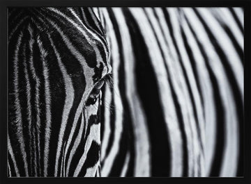 Striped Zebra Eye | Poster - Black Metal Frame Interior