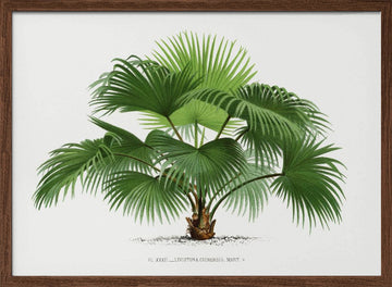Livistona C | Poster - Walnut Frame Interior