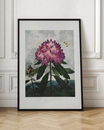 The Pontic Rhododendron from The Temple of Flora (1807) | Poster - Room Interior 1