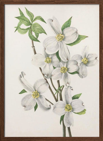 Flowering Dogwood From North American Wildflowers (1925) By Mary Vaux Walcott | Poster - Walnut Frame Interior