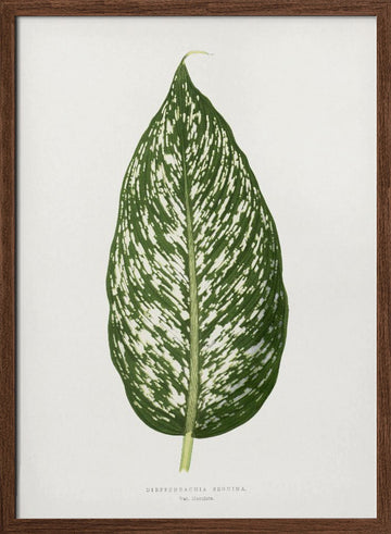 Dieffenbachia Seguina Leaf Illustration | Poster - Walnut Frame Interior