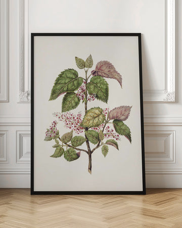 Makomako   Aristotelia Racemosa Drawn By Sarah Featon (1848–1927) | Poster - Room Interior 1