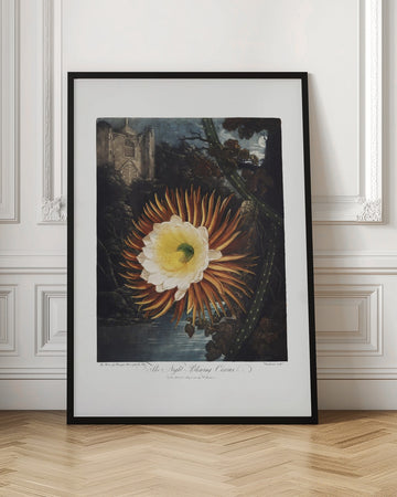 The Night–Blowing Cereus from The Temple of Flora (1807) | Poster - Room Interior 1