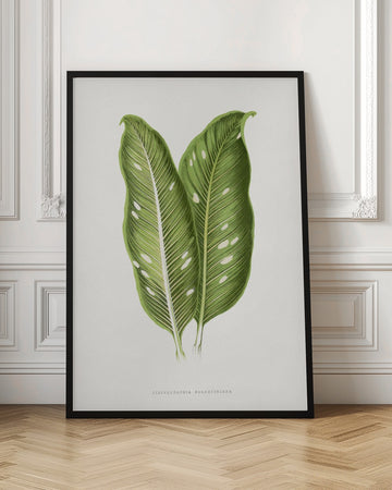 Green Dieffenbachia Baraquiniana Leaf Illustration | Poster - Room Interior 1