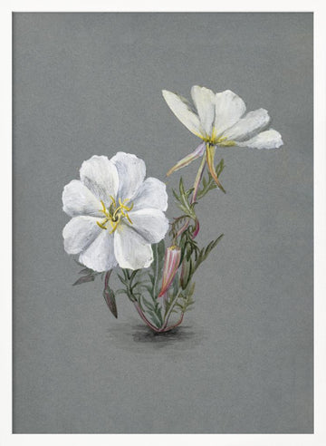 Giant Helleborine (1880) | Poster - White Frame Interior