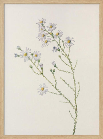 Pineland Aster From North American Wildflowers (1925) By Mary Vaux Walcott. | Poster - Wood Frame Interior