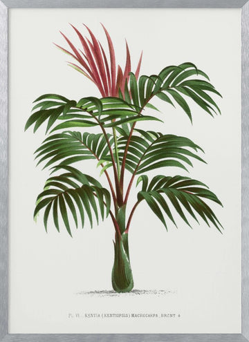 Kentiopsis | Poster - Silver Frame Interior
