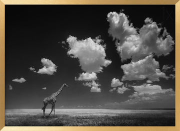 African Giraffe Sky | Poster - Gold Frame Interior