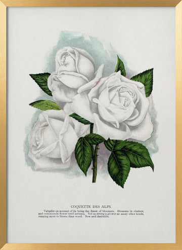 White Rose, Coquette Des Alps Lithograph | Poster - Gold Frame Interior