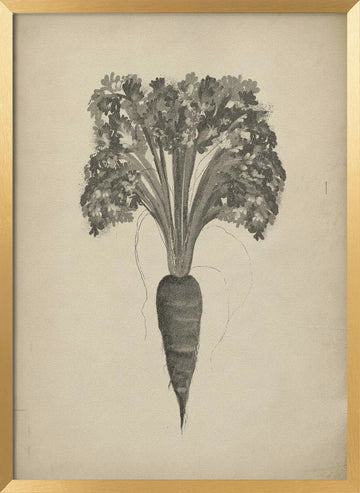 Botanical Carrot Drawing | Poster - Gold Frame Interior