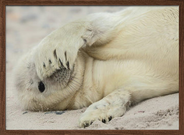 Shy Baby Seal | Poster - Walnut Frame Interior