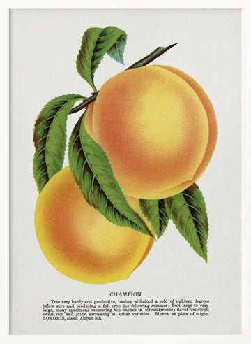 Champion Plum Lithograph | Poster - White Frame Interior