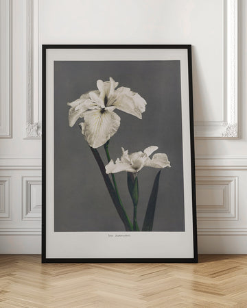 Iris Kæmpferi | Poster - Room Interior 1