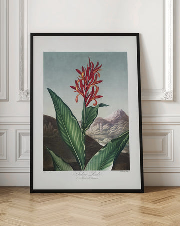 Indian Reed from The Temple of Flora (1807) | Poster - Room Interior 1