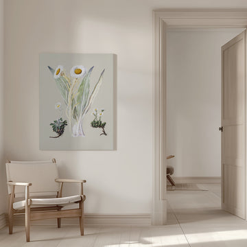 White Mountain Musk Drawn By Sarah Featon (1848–1927) | Canvas - Room Interior 1