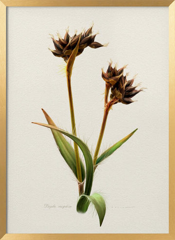 Detailed Botanical Study | Poster - Gold Frame Interior