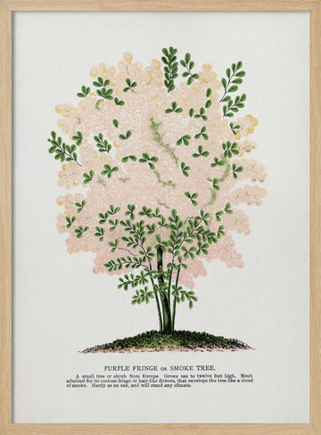 Purple Fringe Tree Lithograph | Poster - Wood Frame Interior