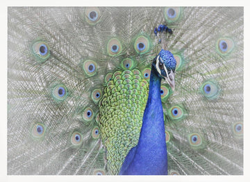 Majestic Peacock Display | Poster - White Frame Interior