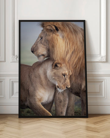 Lions in Love | Poster - Room Interior 1