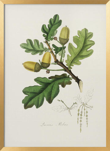 English Oak (quercus) Medical Botany | Poster - Gold Frame Interior