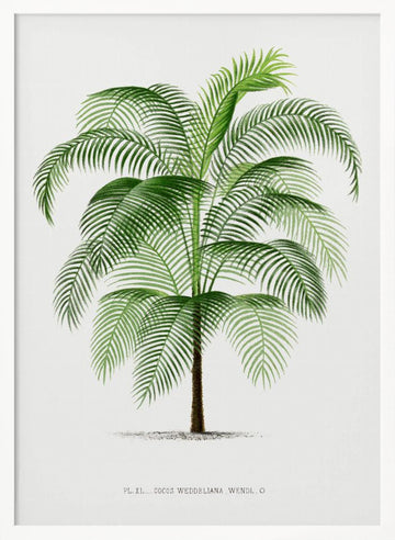 Xi Cocos Weddeliana | Poster - White Frame Interior
