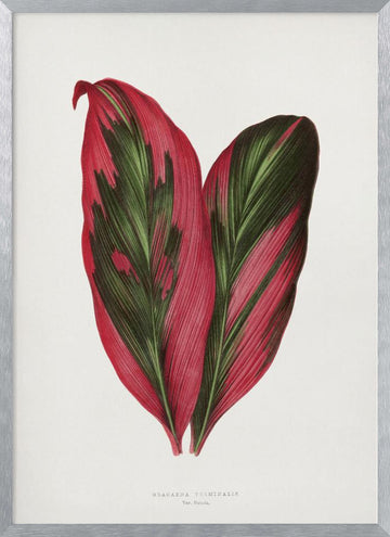 Pink Dracaena Terminalis Leaf Illustration | Poster - Silver Frame Interior
