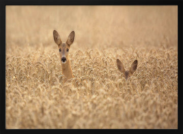 Curious Deer in Golden Wheat | Poster - Black Metal Frame Interior