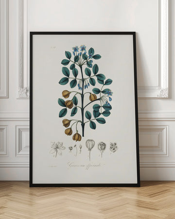 Guaiacwood (guaiacum Officinale) Medical Botany | Poster - Room Interior 1
