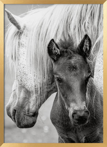 Mare and Foal | Poster - Gold Frame Interior