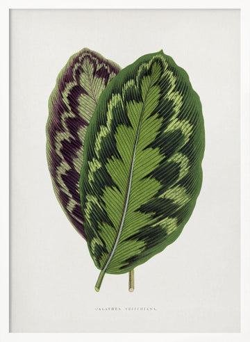 Calathea Veitchiana Leaf Illustration | Poster - White Frame Interior