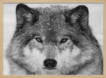 Winter Wolf Gaze | Poster - Wood Frame Interior