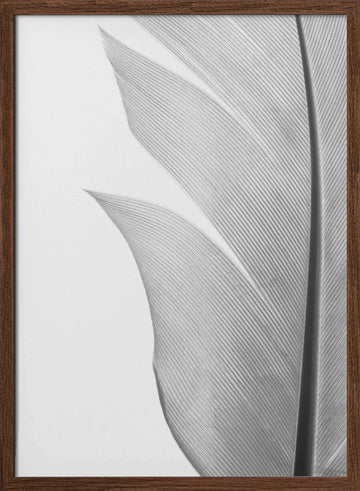 Delicate White Feather | Poster - Walnut Frame Interior