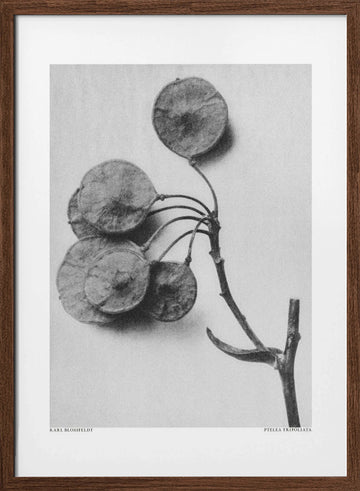 Ptelea Trifoliata | Poster - Walnut Frame Interior