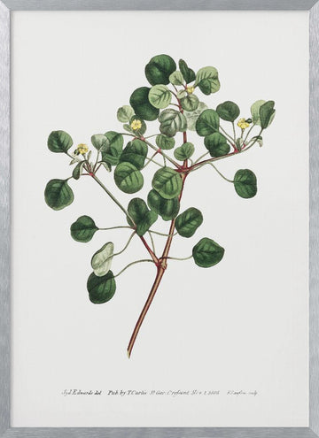 Euphorbia Petiolaris 1805   Flower Garden Displayed By Francis Sansom | Poster - Silver Frame Interior