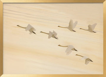 Golden Swans Soaring | Poster - Gold Frame Interior