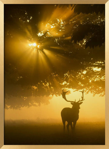 Majestic Golden Stag | Poster - Gold Frame Interior