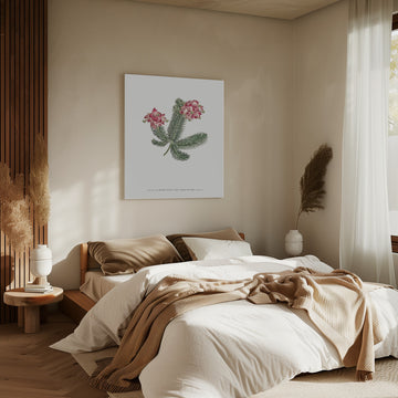 Erica Glauca   Flower Garden Displayed By Francis Sansom | Canvas - Room Interior 2