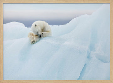 Sleeping Polar Bear Cub | Poster - Wood Frame Interior
