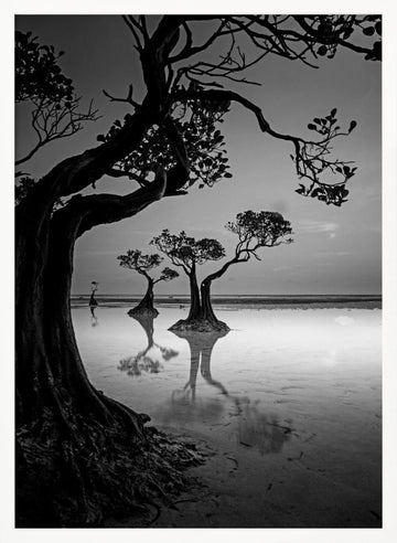 Moody Mangrove Landscape | Poster - White Frame Interior