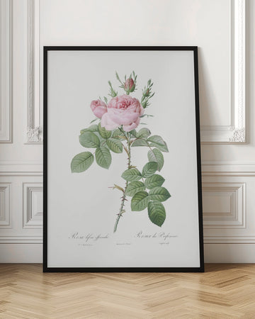 Rosa Bifera Officinalis,les Roses (1817–1824) | Poster - Room Interior 1