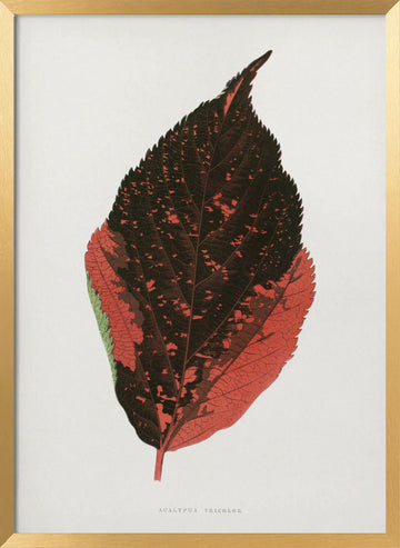 Acalypha Tricolor Leaf Illustration | Poster - Gold Frame Interior