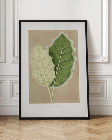 Green Solanum Marginatum Leaf Illustration | Poster - Room Interior 1