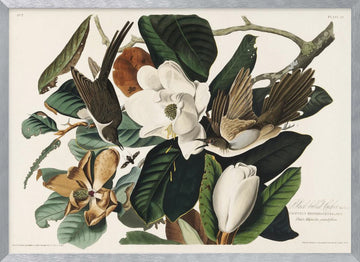 Black Billed Cuckoo From Birds of America (1827) | Poster - Silver Frame Interior